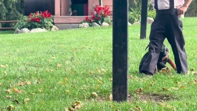 Banner, a male Doberman Pinscher for sale in Ligonier, IN – 4 of 4