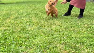 Billy, a male Goldendoodle and Irish Setter for sale in Ligonier, IN – 4 of 4