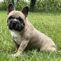 Samson, a male French Bulldog for sale in Ligonier, IN – 4 of 6