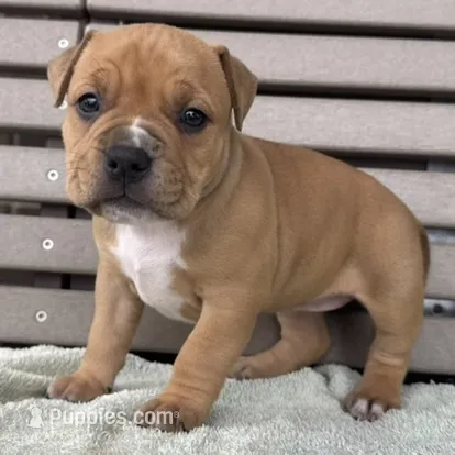 Glory – American Bully puppy for sale in Ligonier, IN