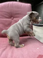 Violet, a female English Bulldog and Olde English Bulldogge for sale in Ligonier, IN – 4 of 5