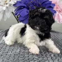 Biscuit, a female Havapoo for sale in Ligonier, IN – Photo 3 of 4