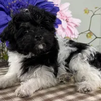 Biscuit, a female Havapoo for sale in Ligonier, IN – Photo 3 of 4