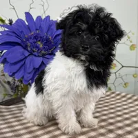 Biscuit, a female Havapoo for sale in Ligonier, IN – Photo 1 of 4