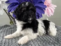 Biscuit, a female Havapoo for sale in Ligonier, IN – Photo 4 of 4