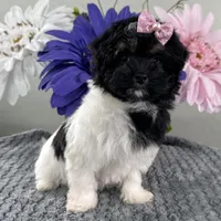 Biscuit, a female Havapoo for sale in Ligonier, IN – Photo 2 of 4