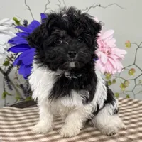 Biscuit, a female Havapoo for sale in Ligonier, IN – Photo 2 of 4