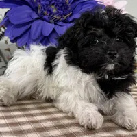 Biscuit, a female Havapoo for sale in Ligonier, IN – Photo 4 of 4