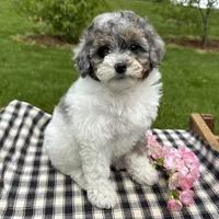 Harper, a female Poodle - Toy  for sale in Ligonier, IN – 3 of 5