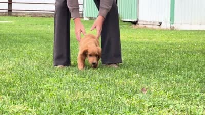 Copper, a male Irish Doodle for sale in Ligonier, IN – 3 of 3