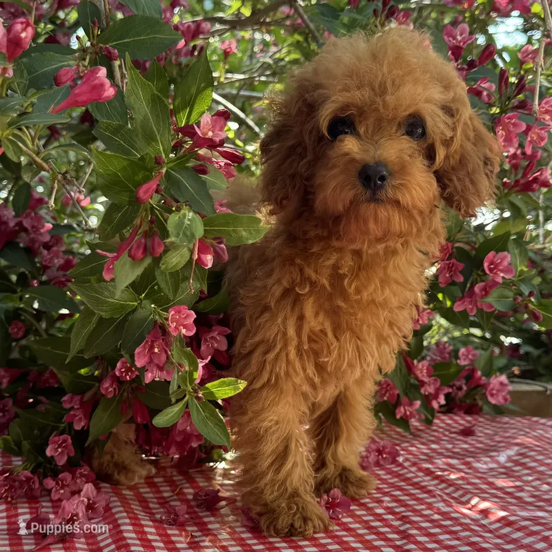 Margie – Cavapoo puppy for sale in Ligonier, IN
