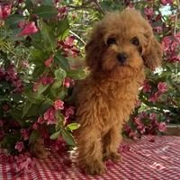 Margie, a female Cavapoo for sale in Ligonier, IN – 1 of 4