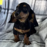 Devo, a male Dachshund for sale in Ligonier, IN – 3 of 4