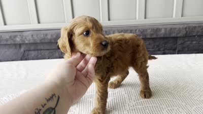 Ginger, a female Irish Doodle for sale in Ligonier, IN – 4 of 5