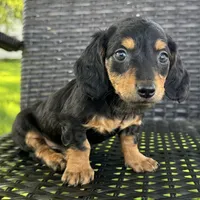 Dirk, a male Dachshund for sale in Ligonier, IN – 2 of 6