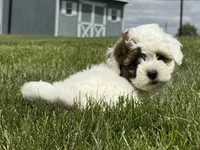 Janie, a female Havapoo for sale in Ligonier, IN – 2 of 6