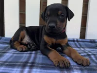 Zeus , a male Doberman Pinscher for sale in Ligonier, IN – 4 of 5