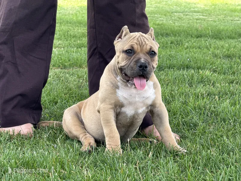 Flora – American Bully puppy for sale in Ligonier, IN
