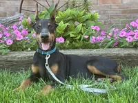 Zuri, a female Doberman Pinscher for sale in Ligonier, IN – 3 of 5