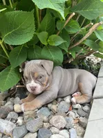 Violet, a female English Bulldog and Olde English Bulldogge for sale in Ligonier, IN – 3 of 5
