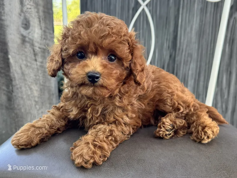 Tank – Poodle - Miniature  puppy for sale in Ligonier, IN