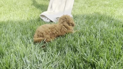 Tank, a male Poodle - Miniature  for sale in Ligonier, IN – 4 of 4