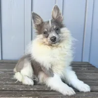 Arctic, a male Pomeranian for sale in Ligonier, IN – 4 of 4