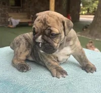 Nikki, a female English Bulldog and Olde English Bulldogge for sale in Ligonier, IN – 4 of 4