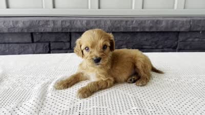 Billy, a male Irish Doodle for sale in Ligonier, IN – 5 of 5