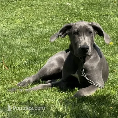 Gray – Great Dane puppy for sale in Ligonier, IN