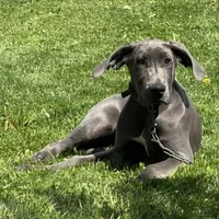 Gray, a male Great Dane for sale in Ligonier, IN – 2 of 3
