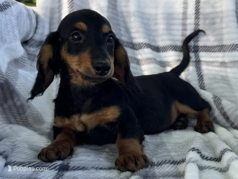 Devo – Dachshund puppy for sale in Ligonier, IN