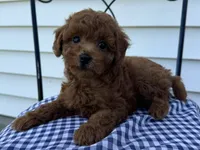 Titus , a male Poodle - Miniature  for sale in Ligonier, IN – 4 of 5