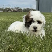 Janie, a female Havapoo for sale in Ligonier, IN – 4 of 6
