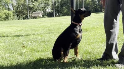 Zelda, a female Doberman Pinscher for sale in Ligonier, IN – 3 of 3