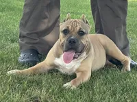 Flora, a female American Bully for sale in Ligonier, IN – 3 of 4