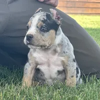 Havoc, a male American Bully for sale in Ligonier, IN – 5 of 9