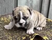 Navy, a female English Bulldog and Olde English Bulldogge for sale in Ligonier, IN – 2 of 4