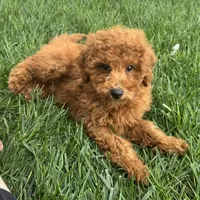 Theo, a male Poodle - Miniature  for sale in Ligonier, IN – 2 of 4