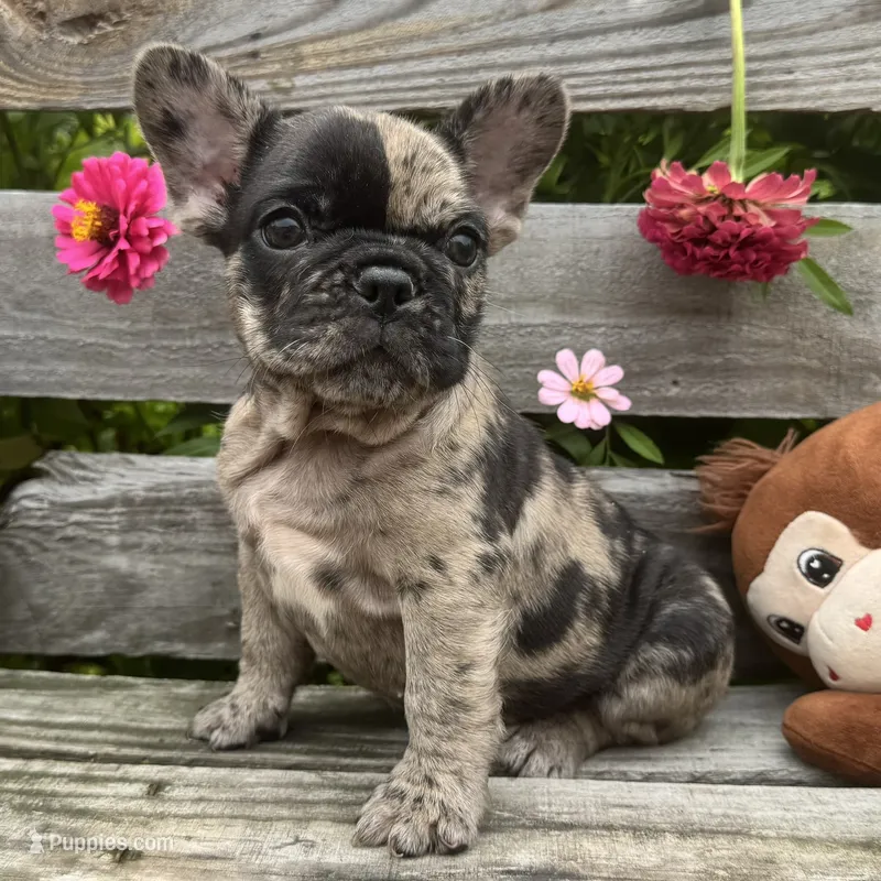 Hank – French Bulldog puppy for sale in Ligonier, IN