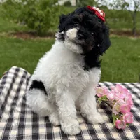 Hazel, a female Poodle - Toy  for sale in Ligonier, IN – 2 of 5