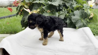 Finn, a male Poodle - Miniature  for sale in Ligonier, IN – 5 of 5