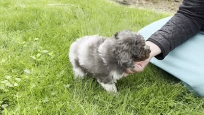 Holly, a female Poodle - Toy  for sale in Ligonier, IN – 5 of 5