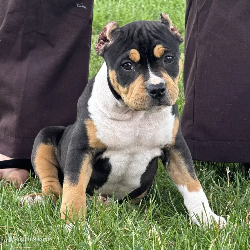 Gemma – American Bully puppy for sale in Ligonier, IN