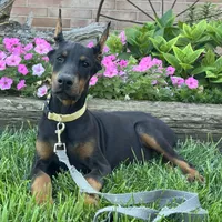 Zinnia, a female Doberman Pinscher for sale in Ligonier, IN – 5 of 7