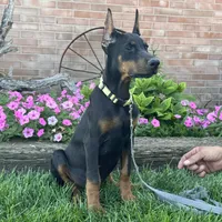 Zinnia, a female Doberman Pinscher for sale in Ligonier, IN – 4 of 7