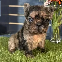Harper, a female French Bulldog for sale in Ligonier, IN – 1 of 5