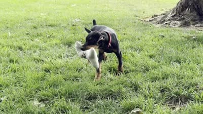 Achilles, a male Doberman Pinscher for sale in Ligonier, IN – 6 of 6