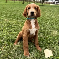 Waldo, a male Irish Doodle for sale in Ligonier, IN – 3 of 5