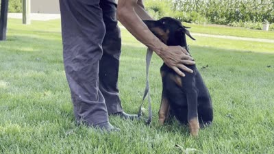 Zorro, a male Doberman Pinscher for sale in Ligonier, IN – 5 of 5